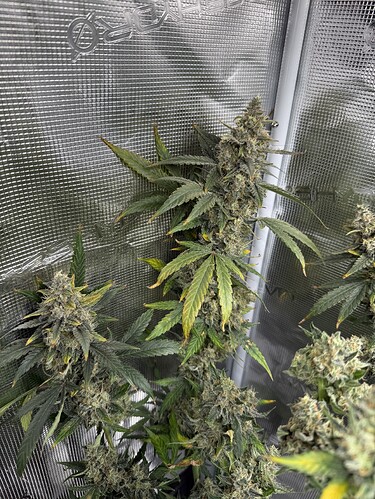 Growreport Bild 28