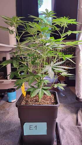 Growreport Bild 3