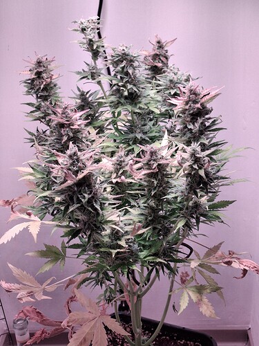 Growreport Bild 25