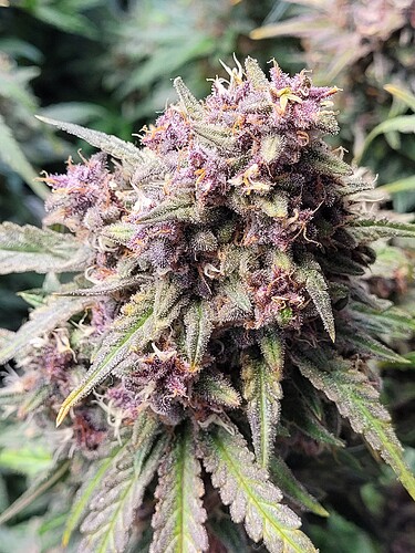 Growreport Bild 3