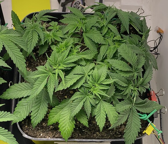 Growreport Bild 27