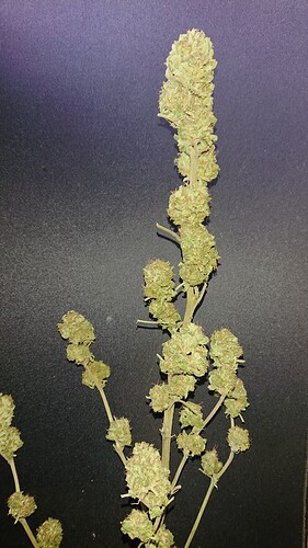 Growreport Bild 28