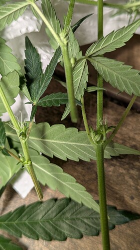 Growreport Bild 5