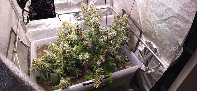 Growreport Bild 1