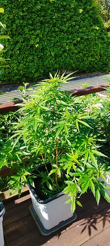 Growreport Bild 6