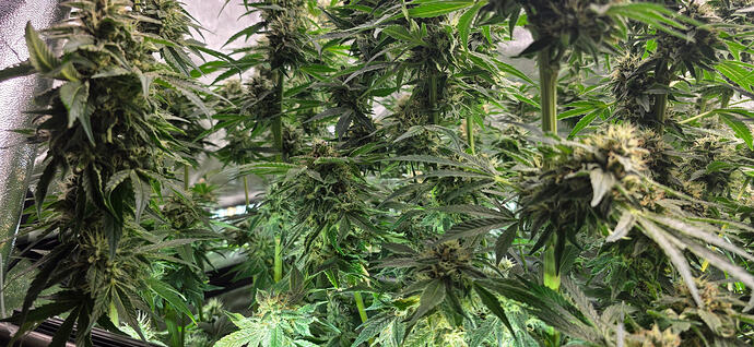 Growreport Bild 16