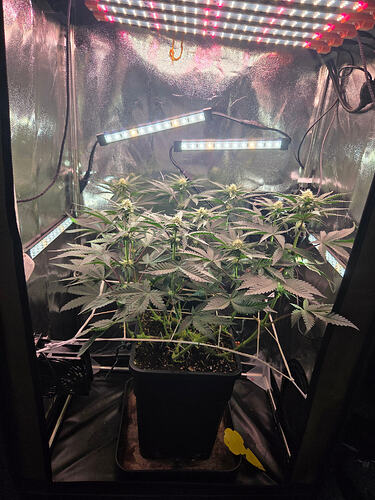 Eine Cannabis-Pflanze in einem Growzelt unter LED-Beleuchtung in der Blütephase.