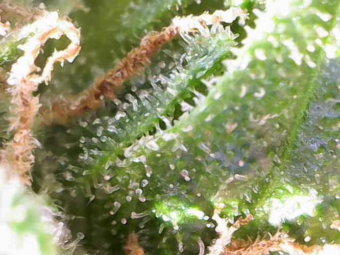 Growreport Bild 38