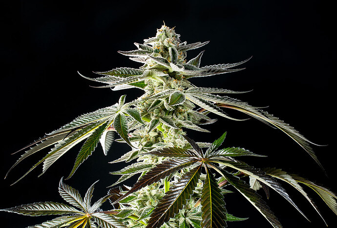 Growreport Bild 3
