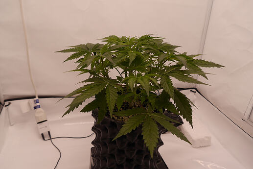 Growreport Bild 2