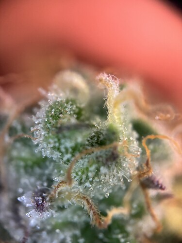 Growreport Bild 85