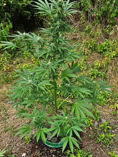 Growreport Bild 8