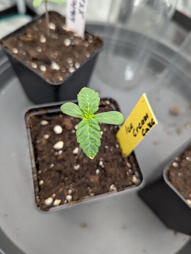 PXL_20250511_185600627