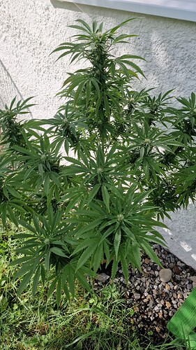 Growreport Bild 7