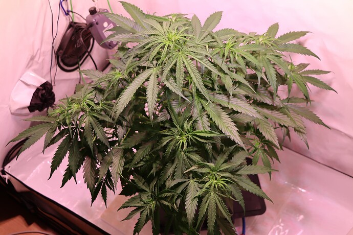 Growreport Bild 1