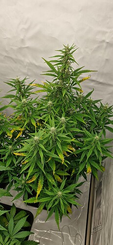 Growreport Bild 14