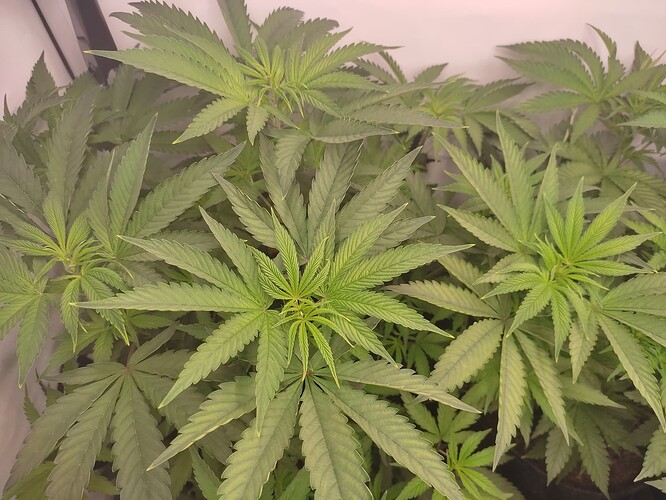 Growreport Bild 18