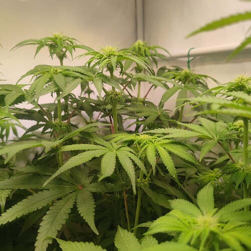 Growreport Bild 17