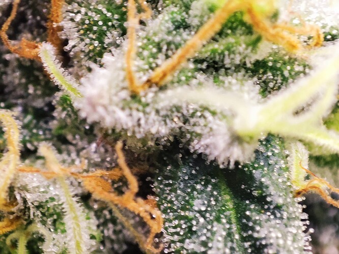 Growreport Bild 28