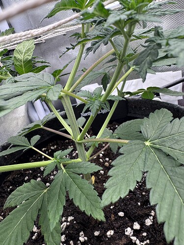 Growreport Bild 39