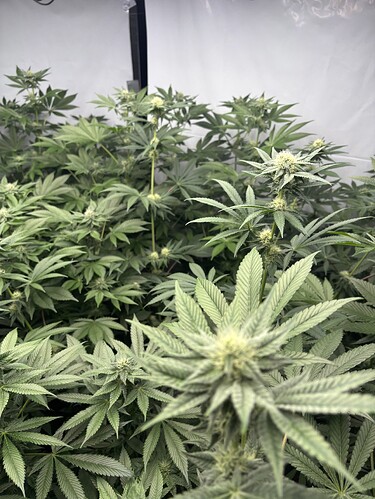 Growreport Bild 28