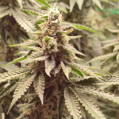 Growreport Bild 23