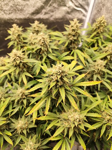 Growreport Bild 5