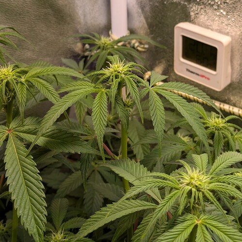 Growreport Bild 7