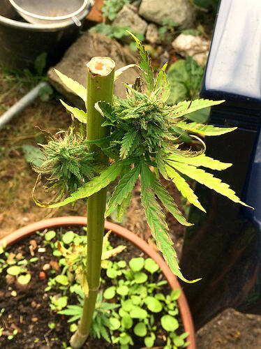 Grow26090612