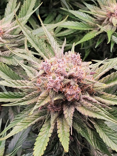Growreport Bild 9