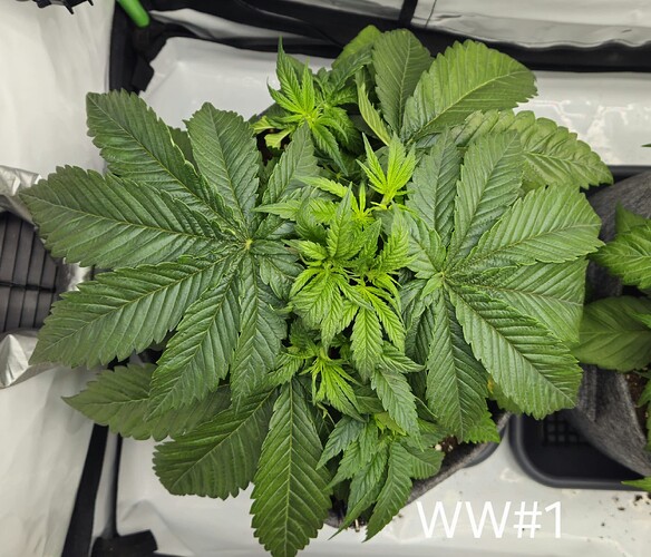 Growreport Bild 11