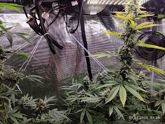 gebunden oben rechts