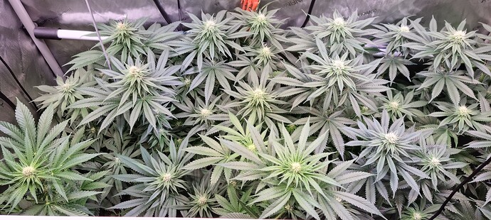 Growreport Bild 15