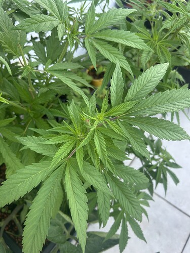 Growreport Bild 41