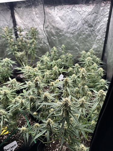 Growreport Bild 5