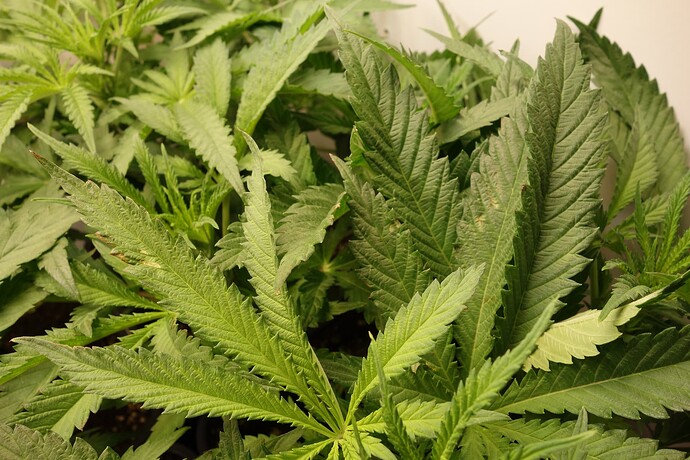Growreport Bild 4