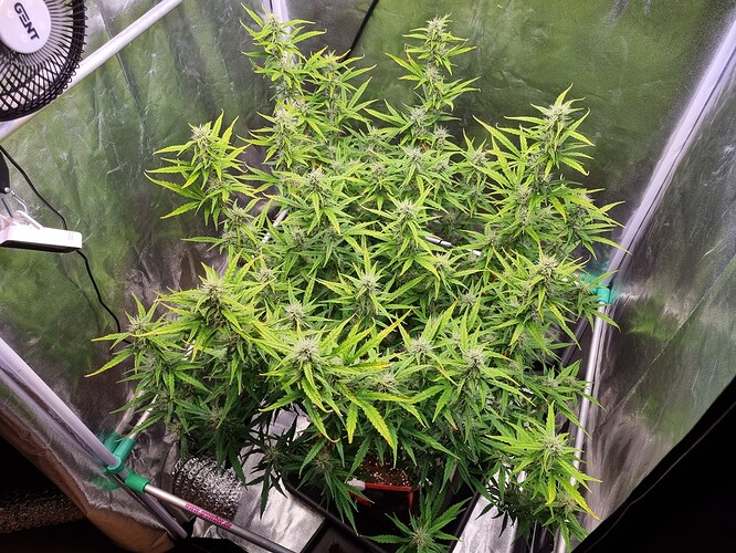 Growreport Bild 7