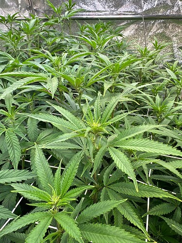 Growreport Bild 84