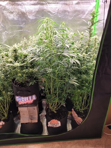 Growreport Bild 5