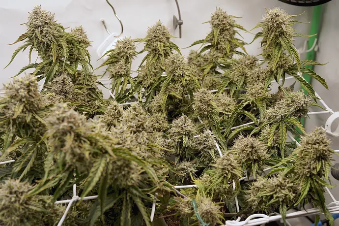 Growreport Bild 6