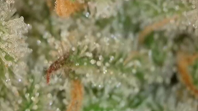 Growreport Bild 39