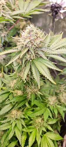 Growreport Bild 19
