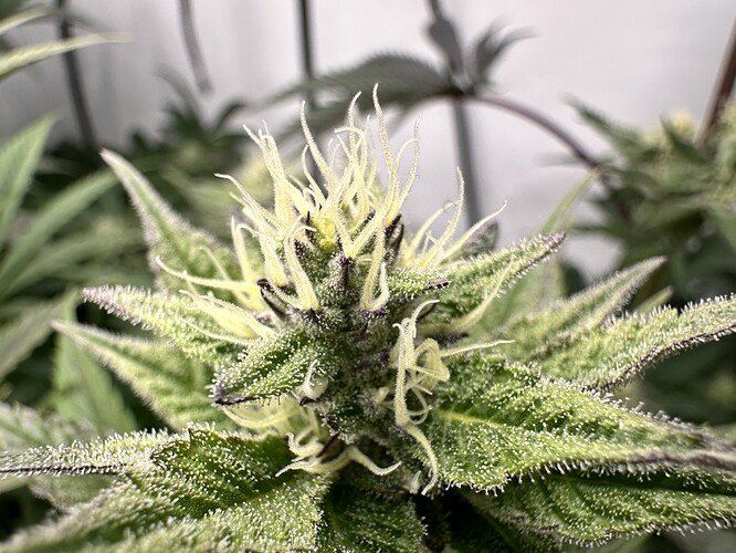 Growreport Bild 27