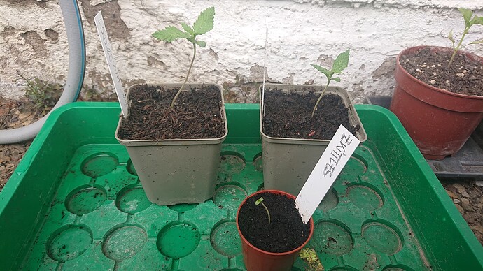 Growreport Bild 8