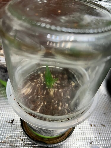 Growreport Bild 35
