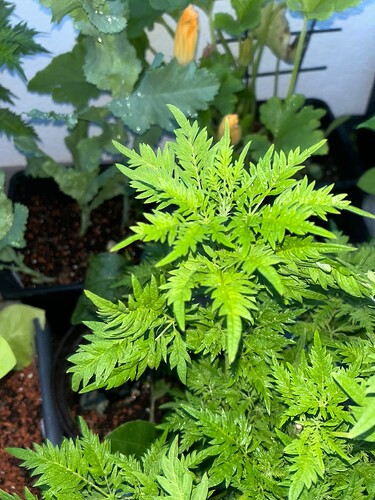 Growreport Bild 34