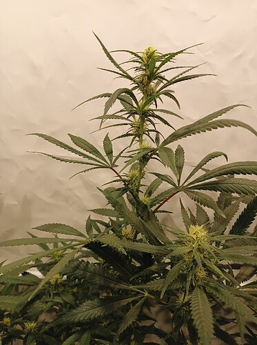 Growreport Bild 4