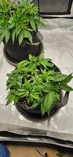 Growreport Bild 12