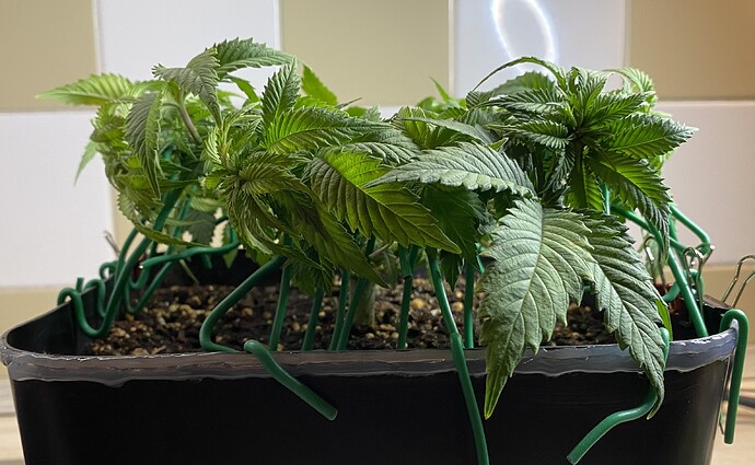 Growreport Bild 20