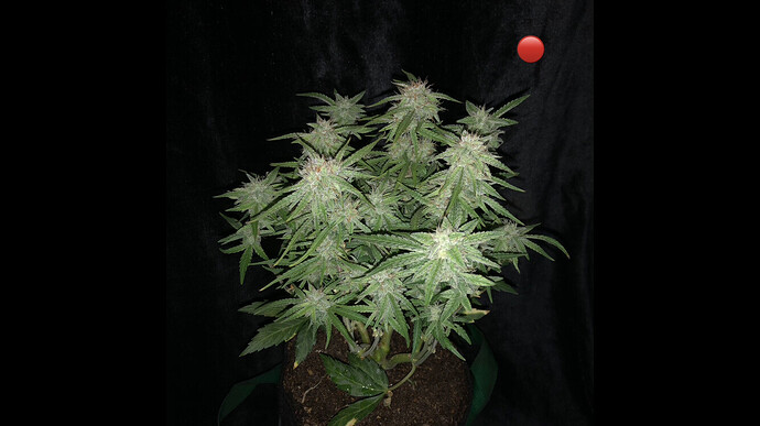 Growreport Bild 9